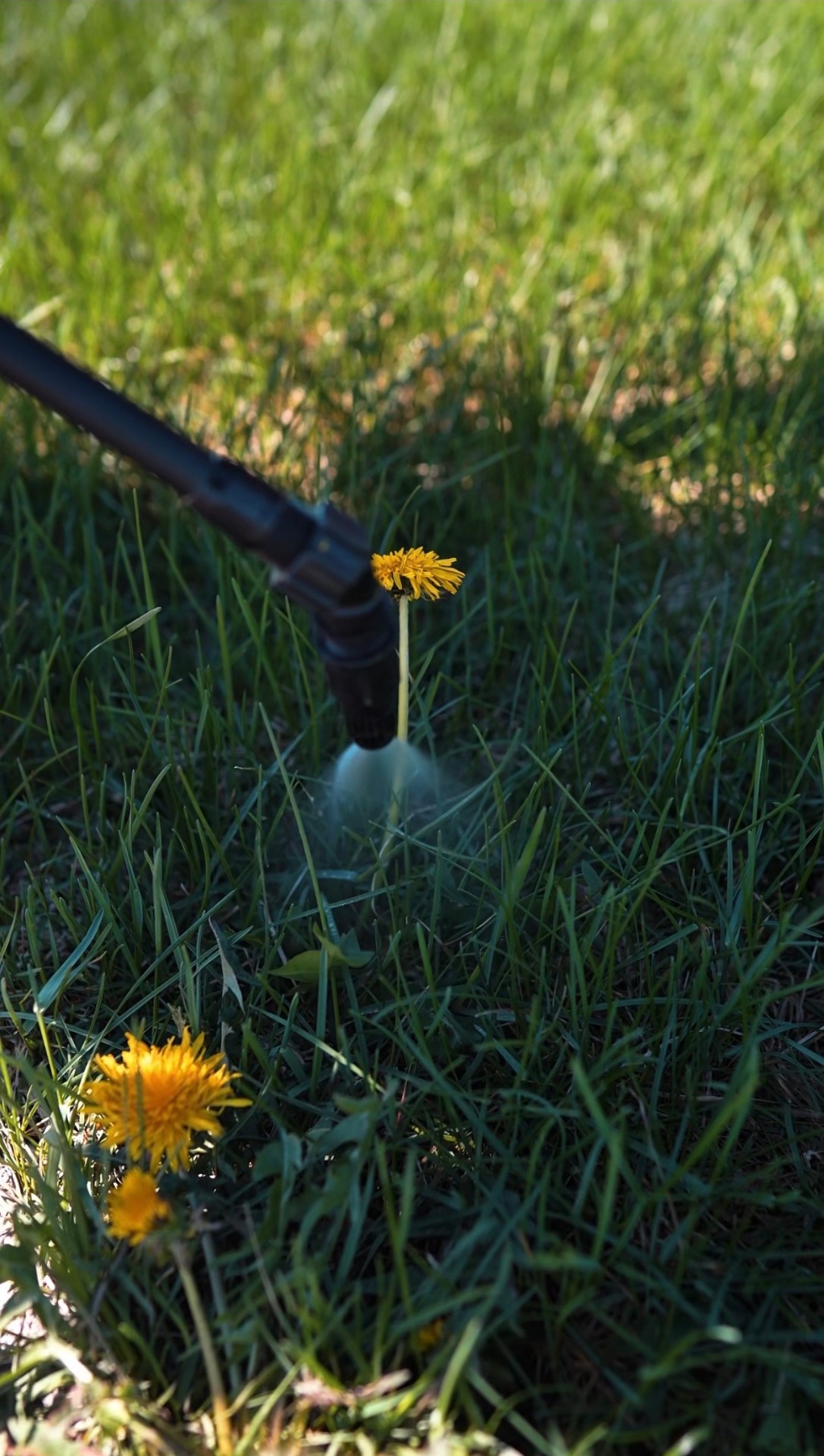 Close up of spray wand targeting a dandelion in an Ankeny lawn