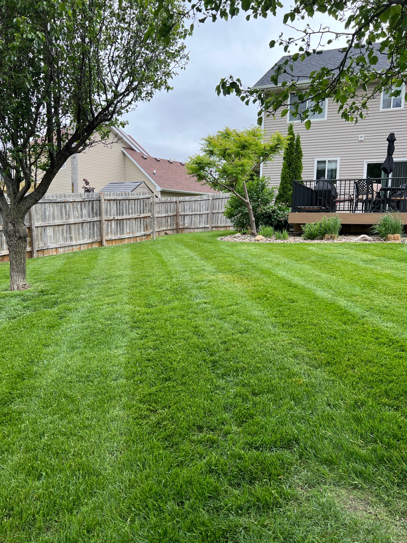 Beautifully striped backyard lawn after mowing in Ankeny